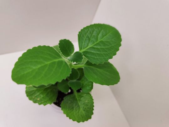 ПЛЕКТРАНТУС