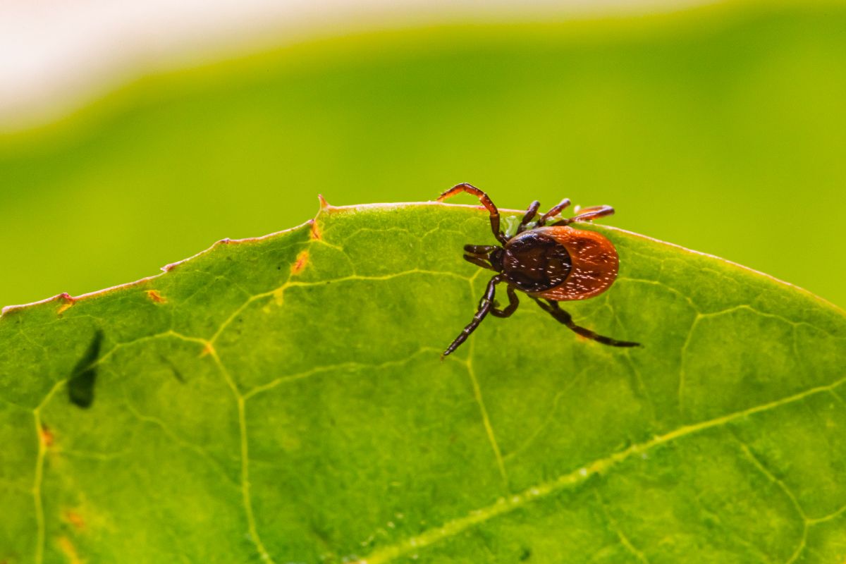 Страхование от клеща, медицинская страховка tick insurance