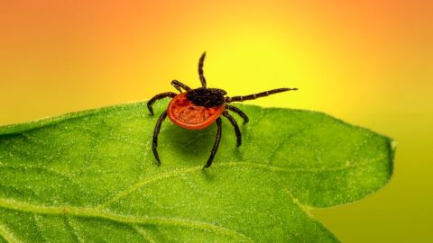 tick insuranceСтраховка от укуса клещом