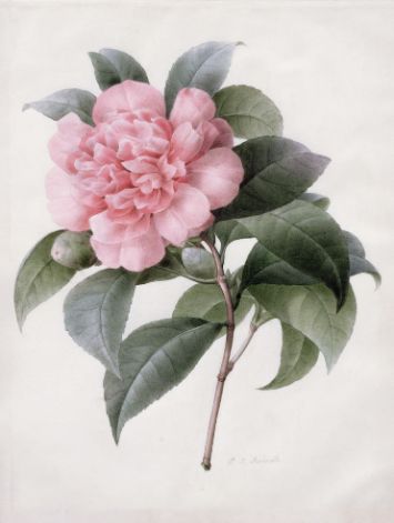 Camelia from Pierre-Joseph Redouté