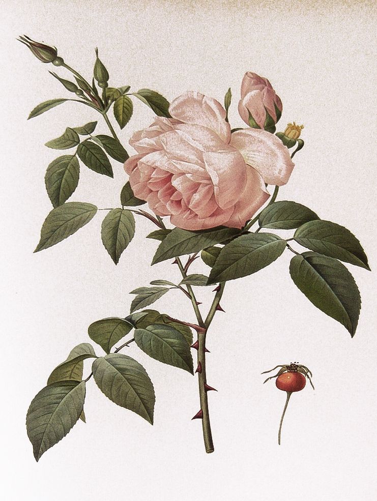 Rosa indica fragrans from Pierre-Joseph Redouté