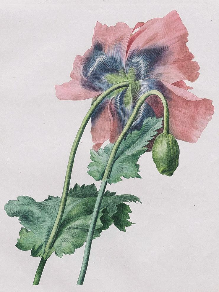 Pavot (Papaver) from Pierre-Joseph Redouté
