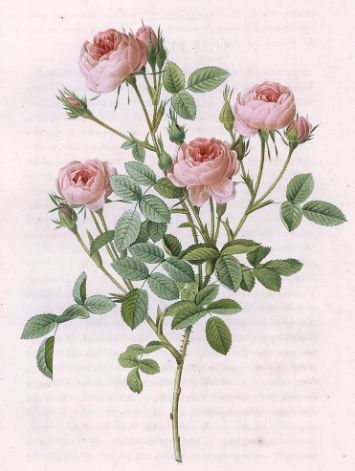 Rose de Meaux a fleurs roses from Erica Fulgida