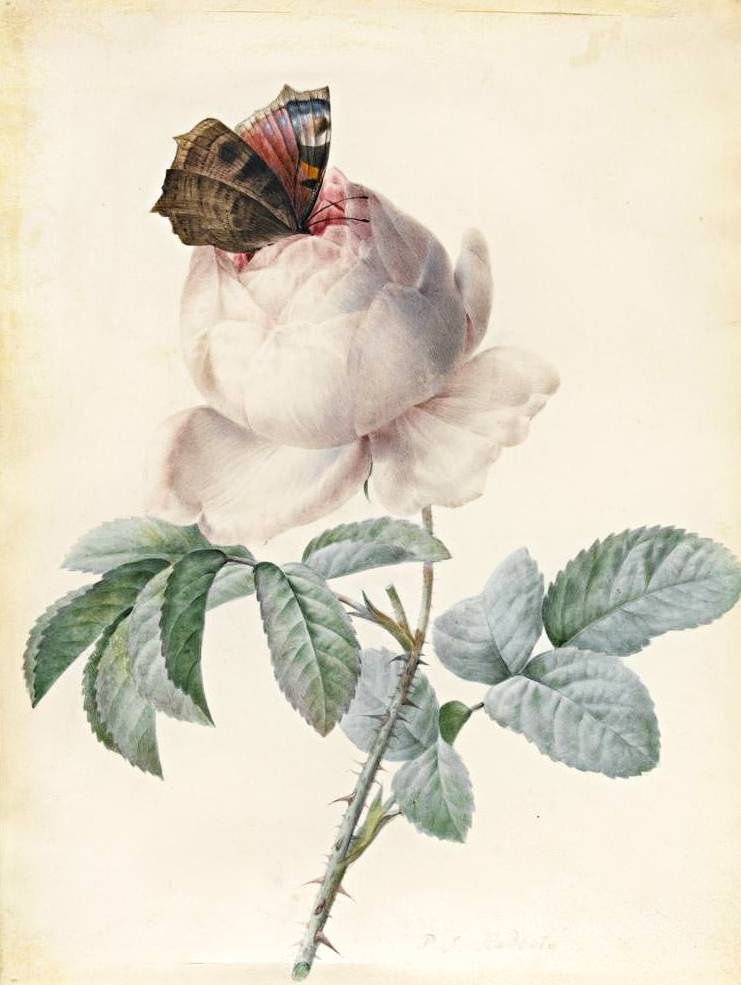 Centifolia Rose with Peacock Butterfly from Pierre-Joseph Redouté