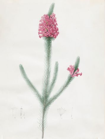 Erica Fulgida from Pierre-Joseph Redouté