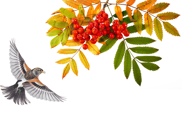 Единый онлайн-семинар 1С для бухгалтеров - 8 октября - бесплатно