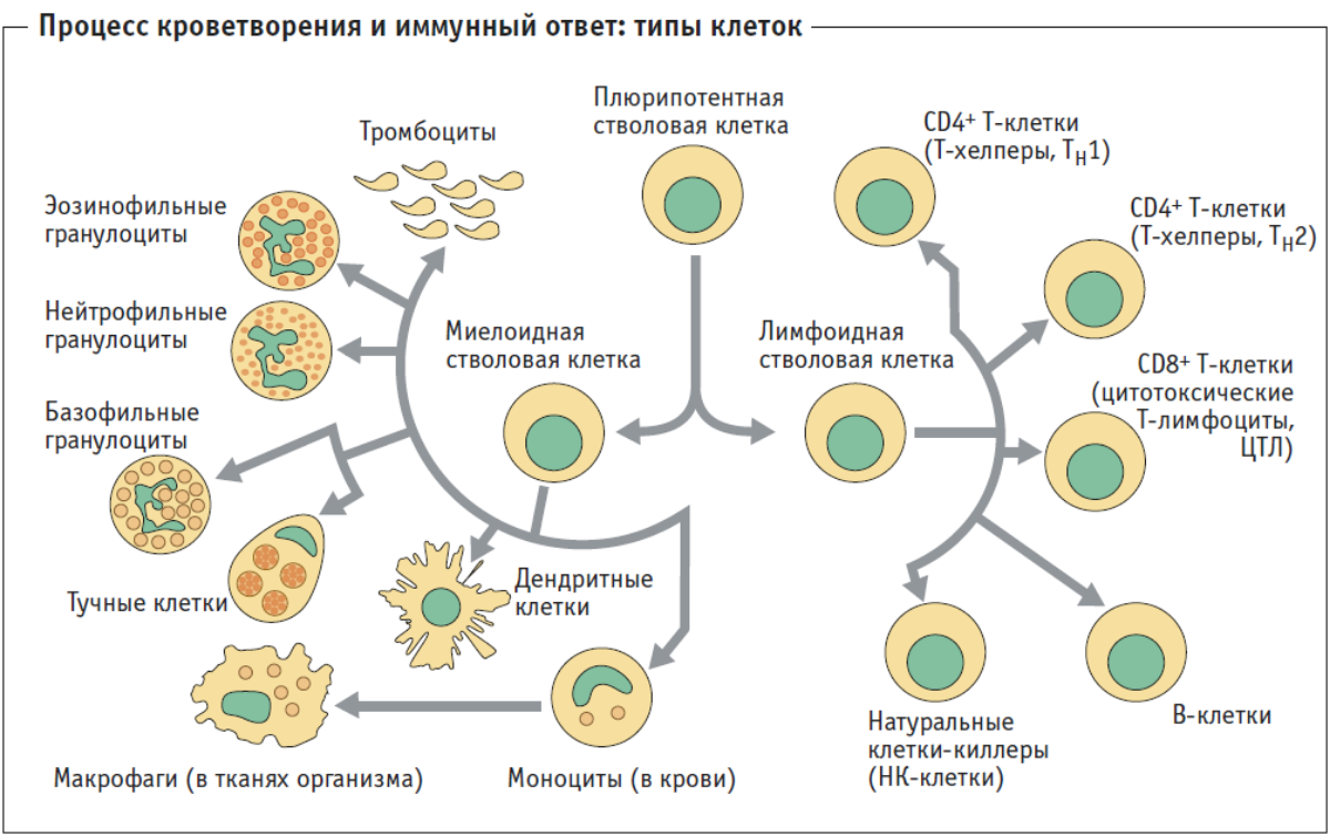 Иммунный читать. Происхождение иммунных клеток. Клетки иммунной системы схема. Т-лимфоциты иммунной системы схема. Схема дифференцировки клеток иммунной системы.