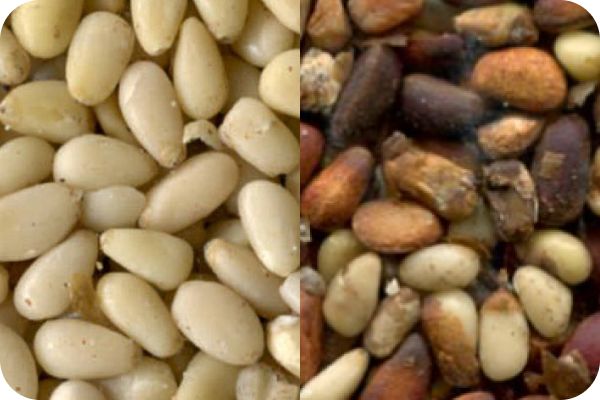 Pine nuts color sorting