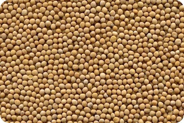 Сортировка горчицы на фотосепараторе