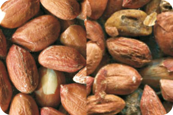 Peanut color sorting
