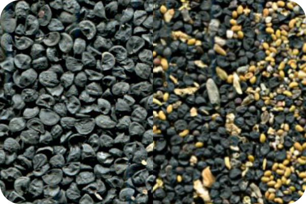 Onion seeds color sorting