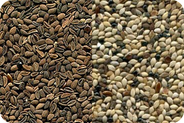 Phacelia color sorting
