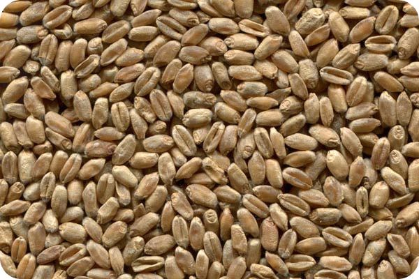 Сортировка пшеницы на фотосепараторе