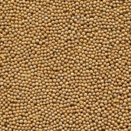 Горчица после сортировки на фотосепараторе (годный продукт)