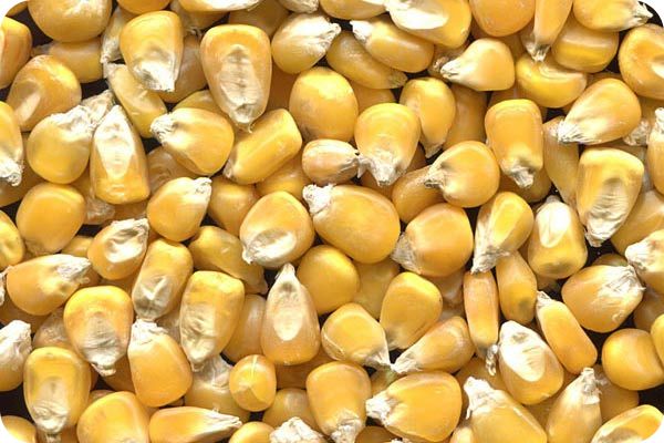 Сортировка кукурузы на фотосепараторе