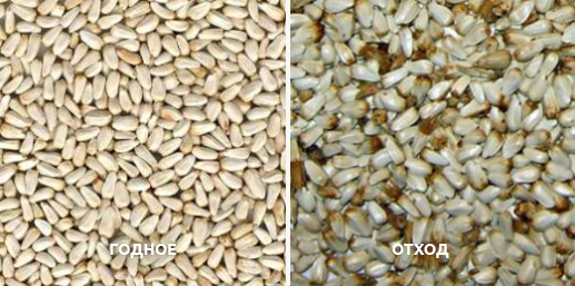 обложка_сортировка сафлора