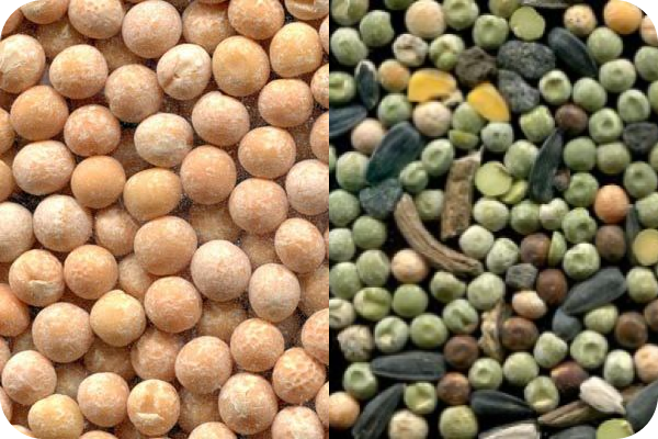 Pea color sorting
