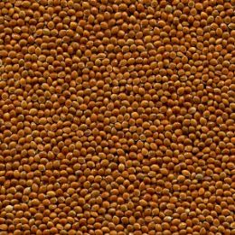 Просо после сортировки на фотосепараторе (годный продукт)