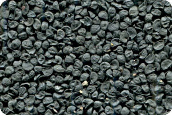 Сортировка семян лука на фотосепараторе