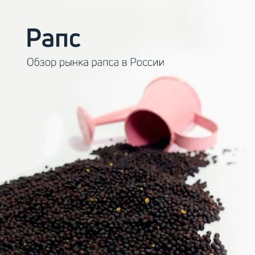 Обзор рынка рапса