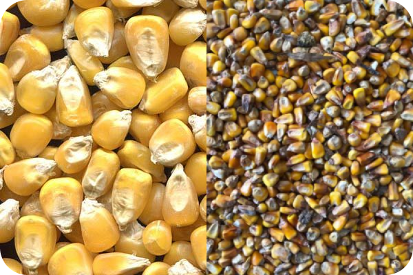 Corn color sorting