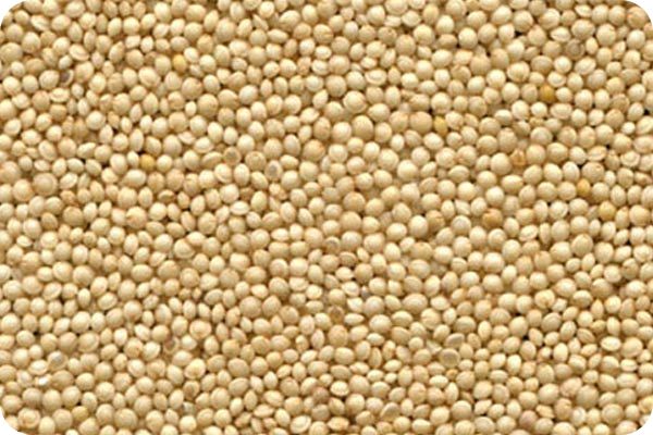 Сортировка амаранта на фотосепараторе