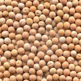 Горох нелушеныйфотосепараторе (годный продукт)