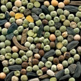 Горох (отход)