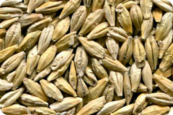 Сортировка ячменя на фотосепараторе