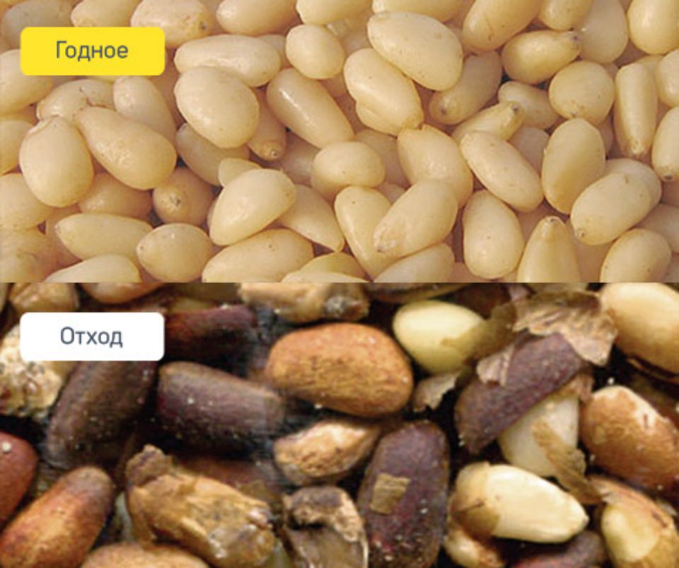 Ядро кедрового ореха