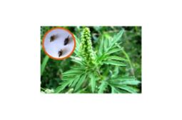 Проблема заражения амброзией полыннолистной решаема