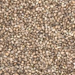 Конопля семя годное после сортировки