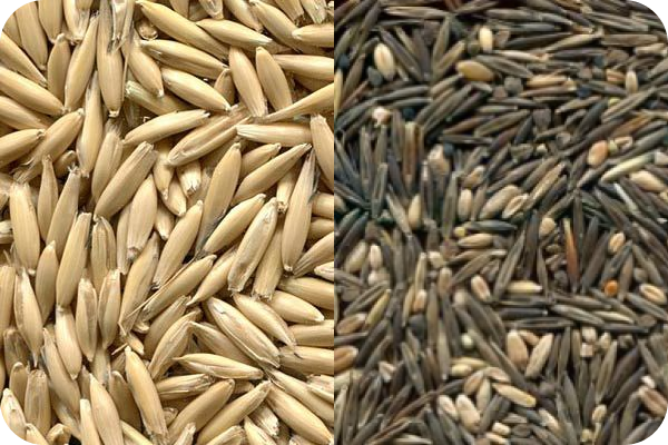 Oat color sorting