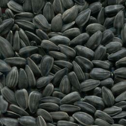 Ядро подсолнечника сортировки на фотосепараторе (годный продукт)