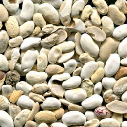 Засорители после сортировки фасоли на фотосепараторе (отход)