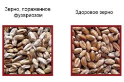 Урожай зерна с фузариозом можно спасти!