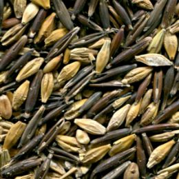 Засорители после сортировки ячменя на фотосепараторе (отход)