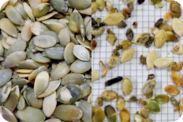 Pumpkin seed color sorting