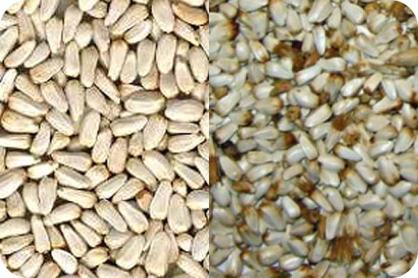 Safflower color sorting