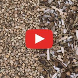 Сортировка конопли