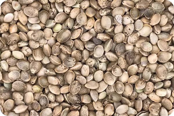 Сортировка конопли на фотосепараторе