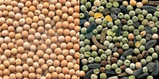 обложка_сортировка гороха