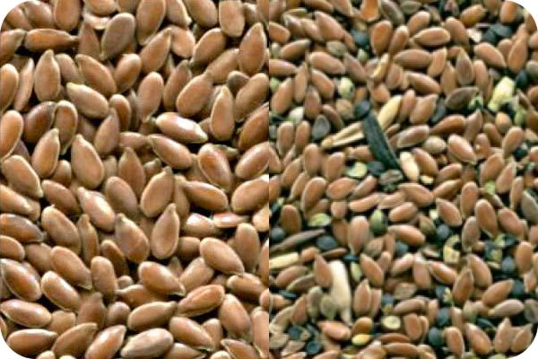 Flax
