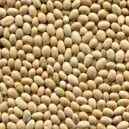 Соя после сортировки на фотосепараторе (годный продукт)