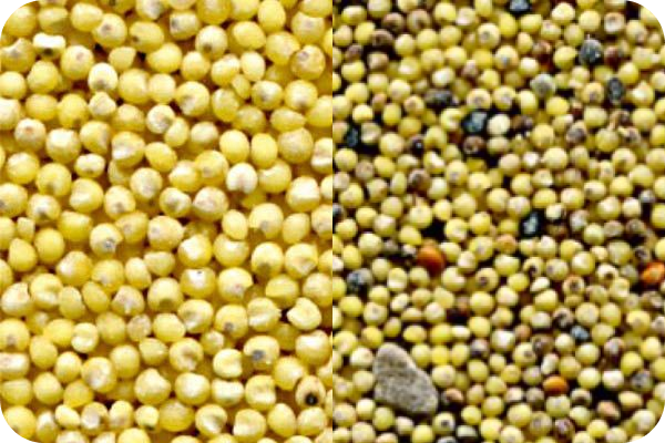 Millet color sorting