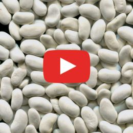 Видео сортировки фасоли на фотосепараторе