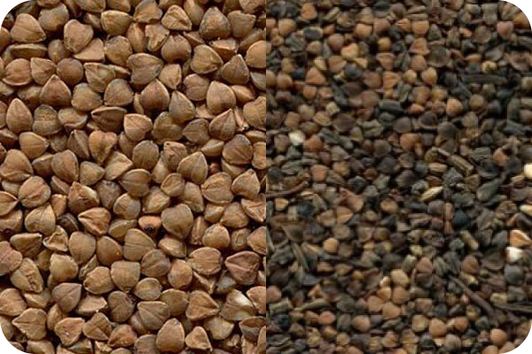 Buckwheat color sorting