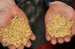 Семеноводы проявляют повышенный интерес к фотосепараторам «СиСорт»