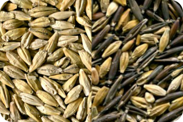 Barley color sorting
