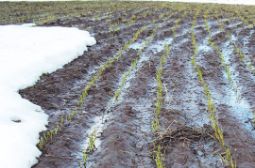 В Алтайском крае ведут прием документов от хозяйств, посевы которых пострадали от погодных условий